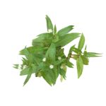 Bhringaraj Panchang Swaras