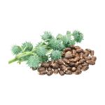 Eranda (Castor Seed)