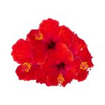 Japakusum (Hibiscus)