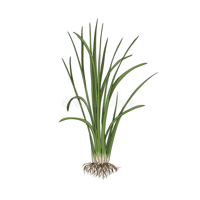 Wala (Vetiver)