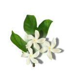 Tagar (Valeriana Wallichii) 